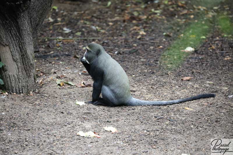 BioParc de Doué La Fontaine