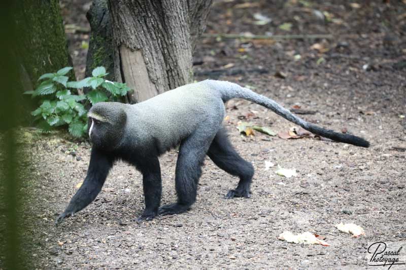 BioParc de Doué La Fontaine