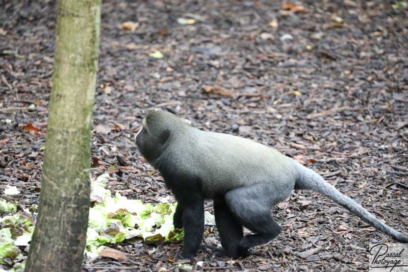 BioParc de Doué La Fontaine