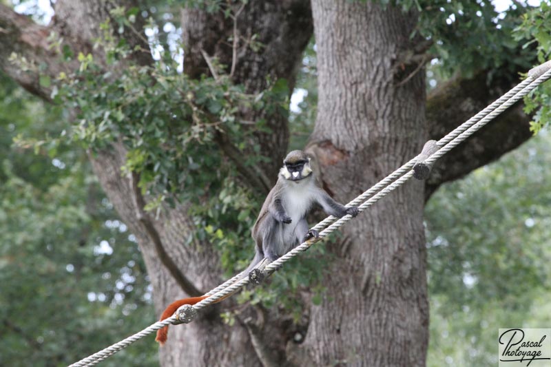 Vallée des singes