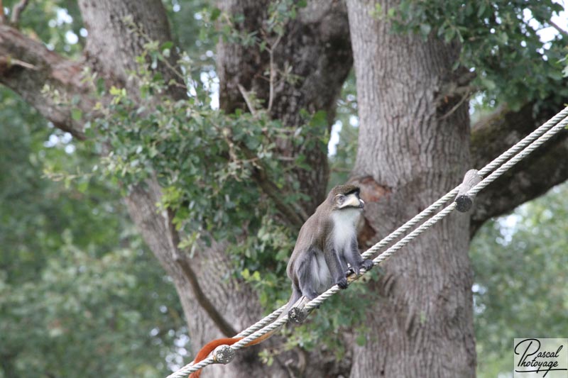 Vallée des singes