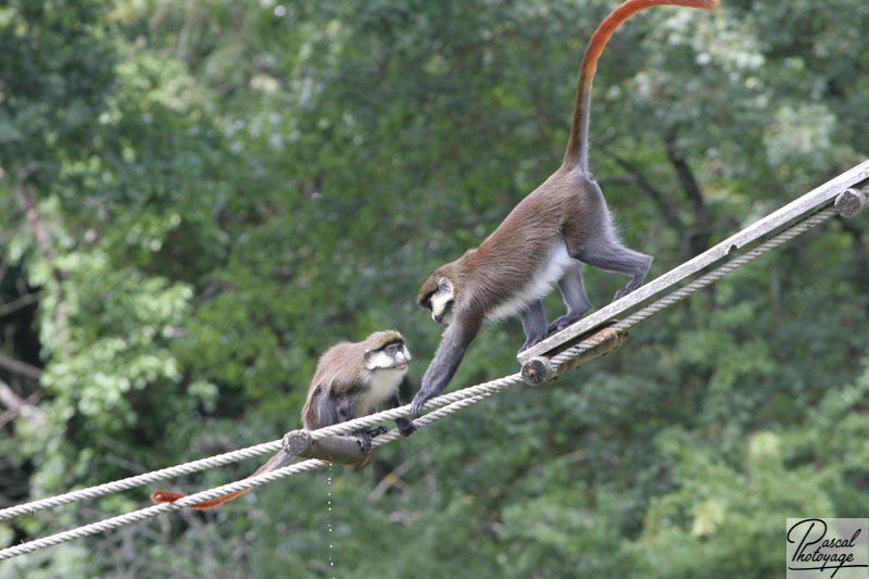 Vallée des singes