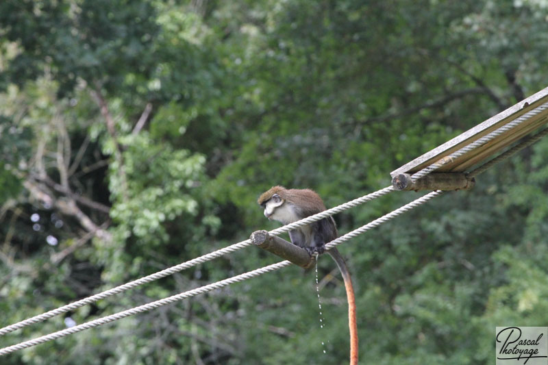 Vallée des singes