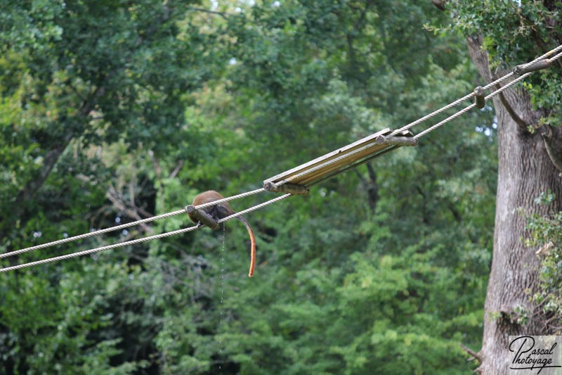 Vallée des singes