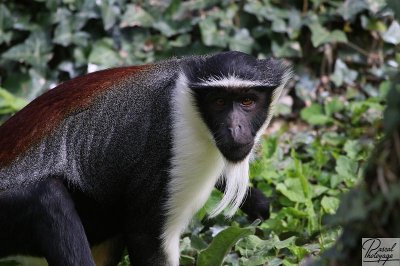 BioParc de Doué La Fontaine