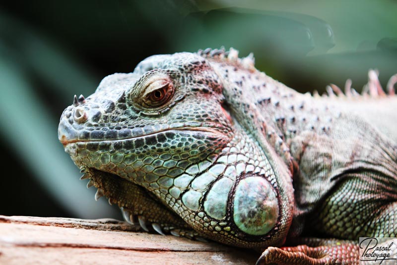 Iguane vert