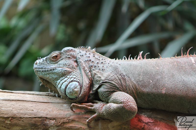 Zoo de Cerza