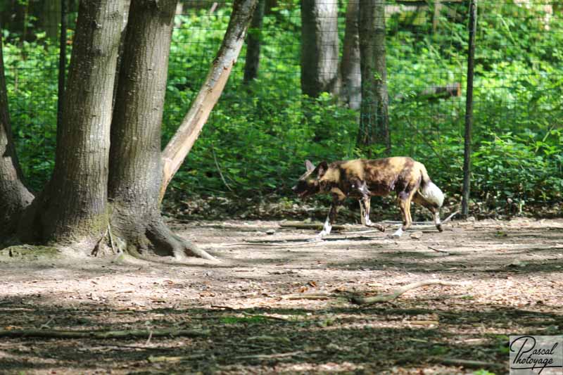 Zoo de Cerza