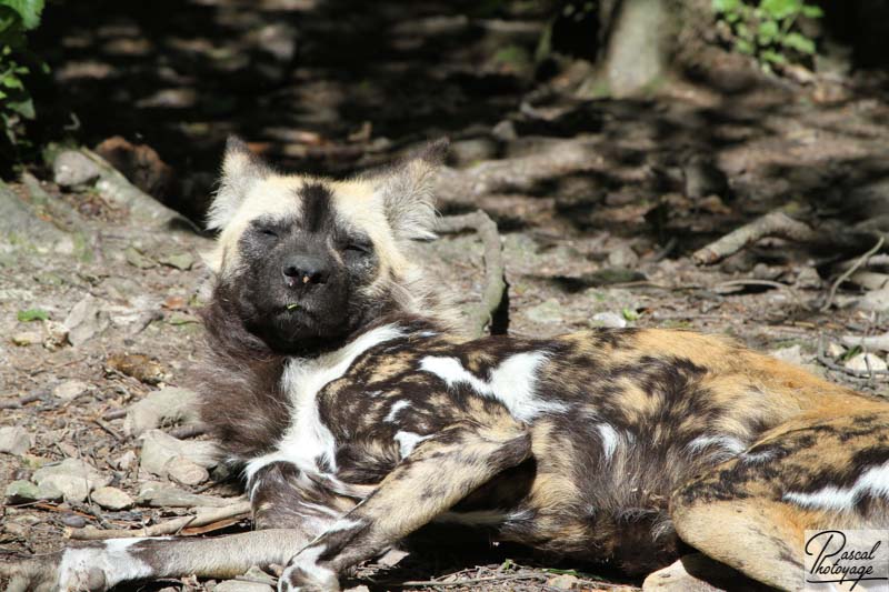 Zoo de Cerza