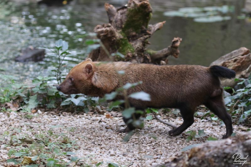 Zoo des Sables d'Olonne