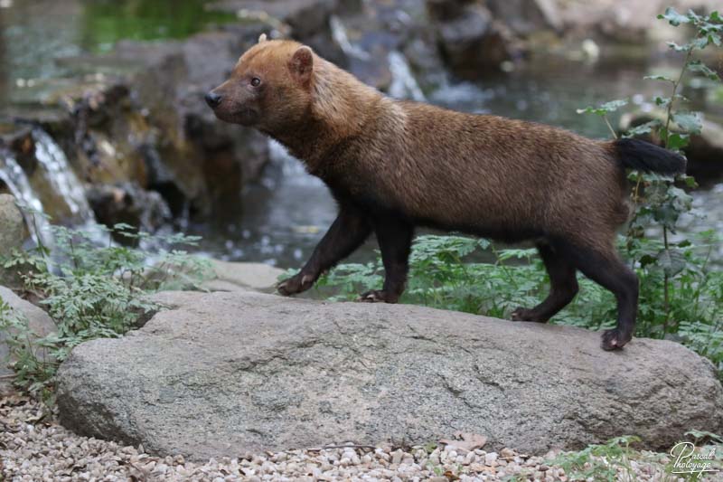 Zoo des Sables d'Olonne