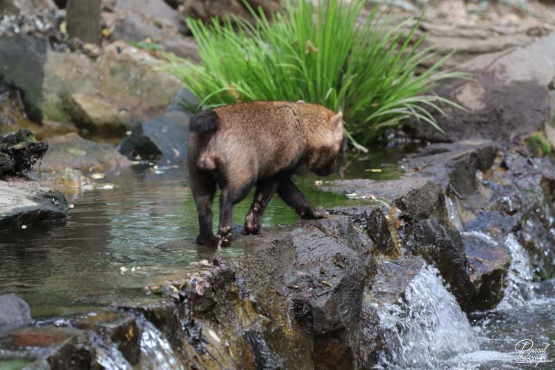 Zoo des Sables d'Olonne