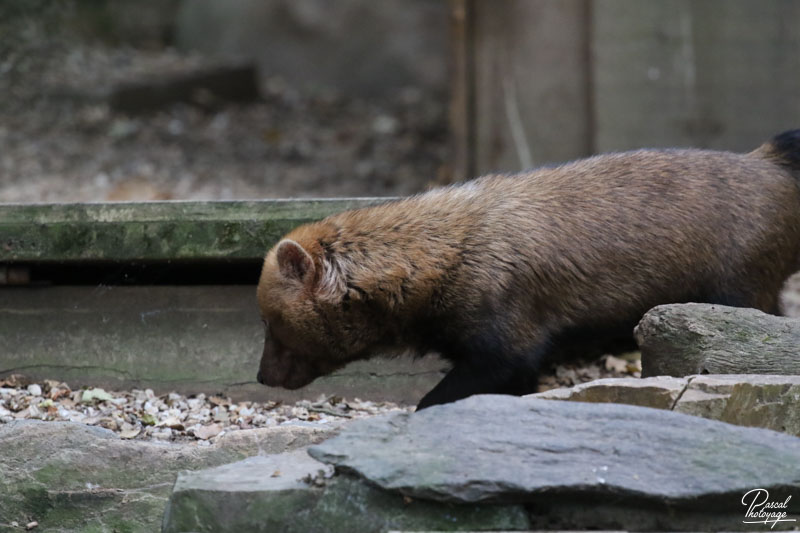 Zoo des Sables d'Olonne