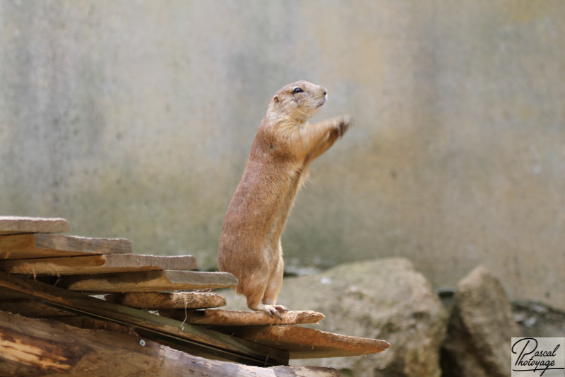 Zoo d'Amnéville