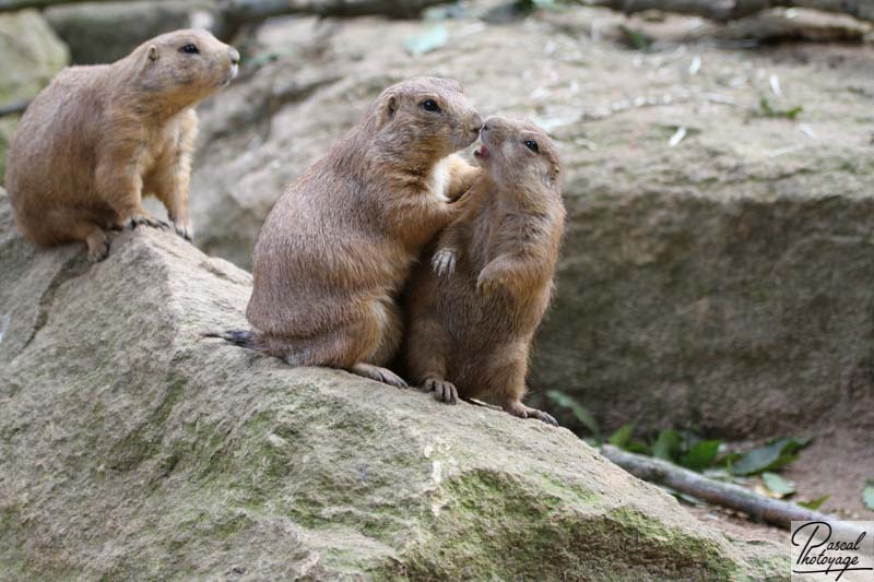 Zoo d'Amnéville