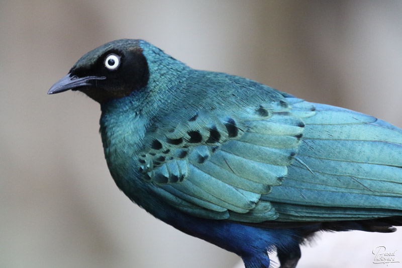 ZooParc de Beauval