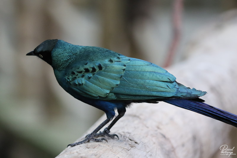 ZooParc de Beauval