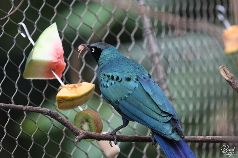 ZooParc de Beauval