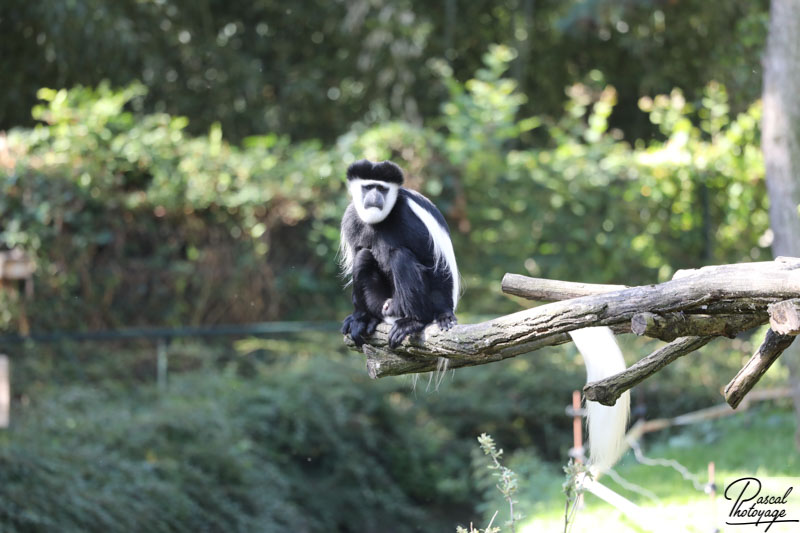 Zoo de La Palmyre