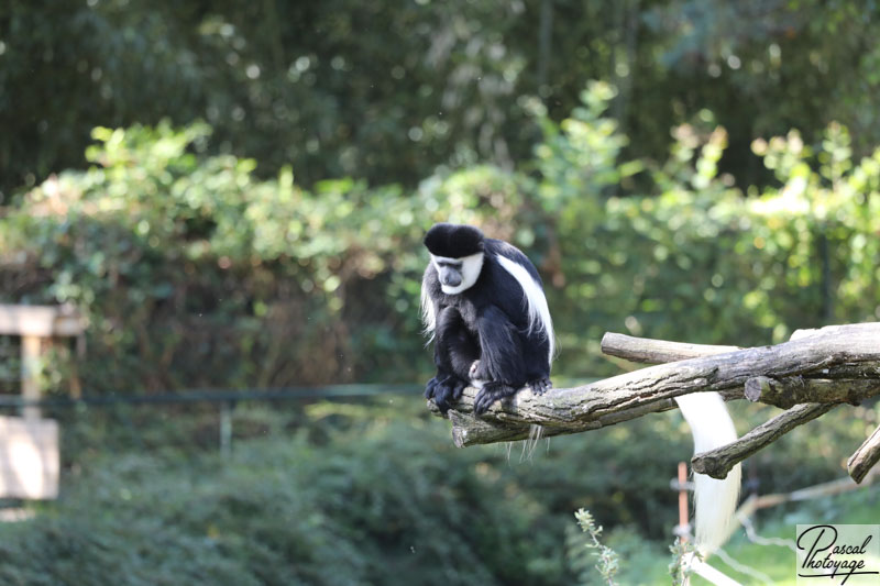 Zoo de La Palmyre