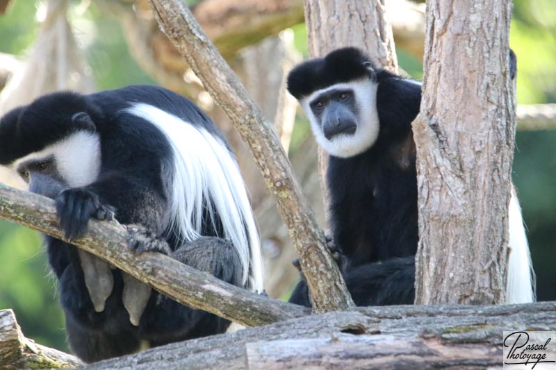 Zoo de La Palmyre