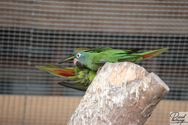 Conure à tête bleue