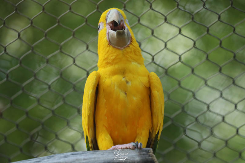 Conure dorée