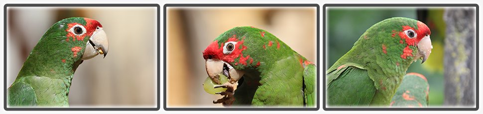 La conure mitrée