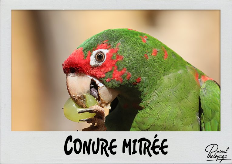 conure_mitree_polaroid_765x540px.jpg