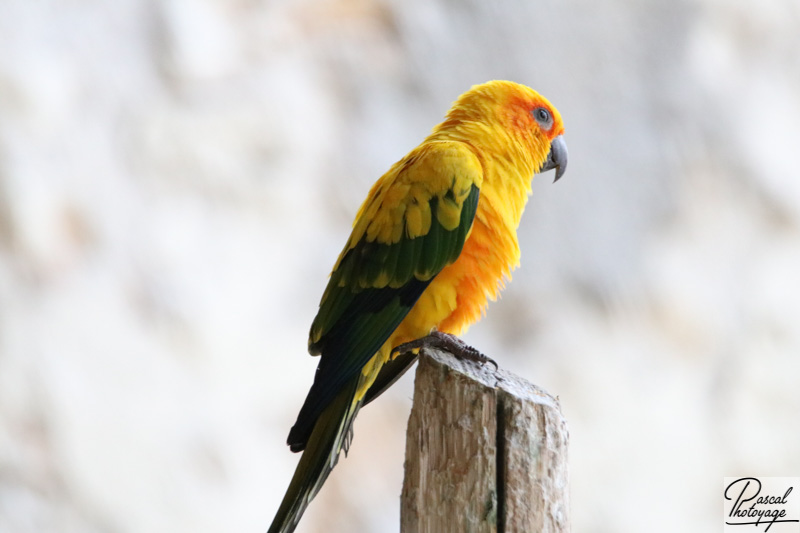 Conure soleil