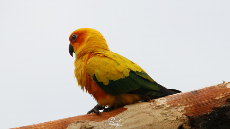 Conure soleil