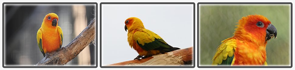 La conure soleil