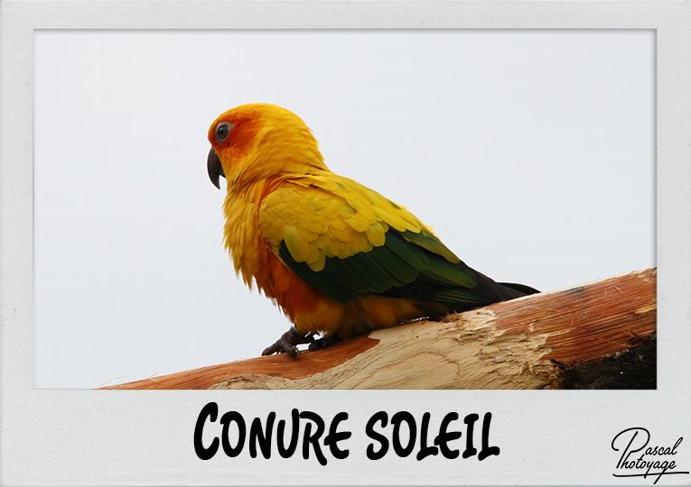 conure_soleil_polaroid_765x540px.jpg
