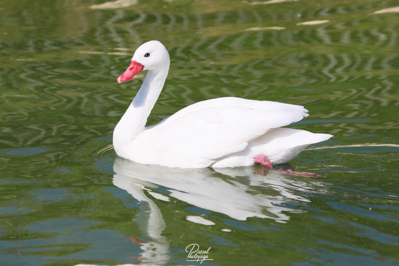 Cygne coscoroba