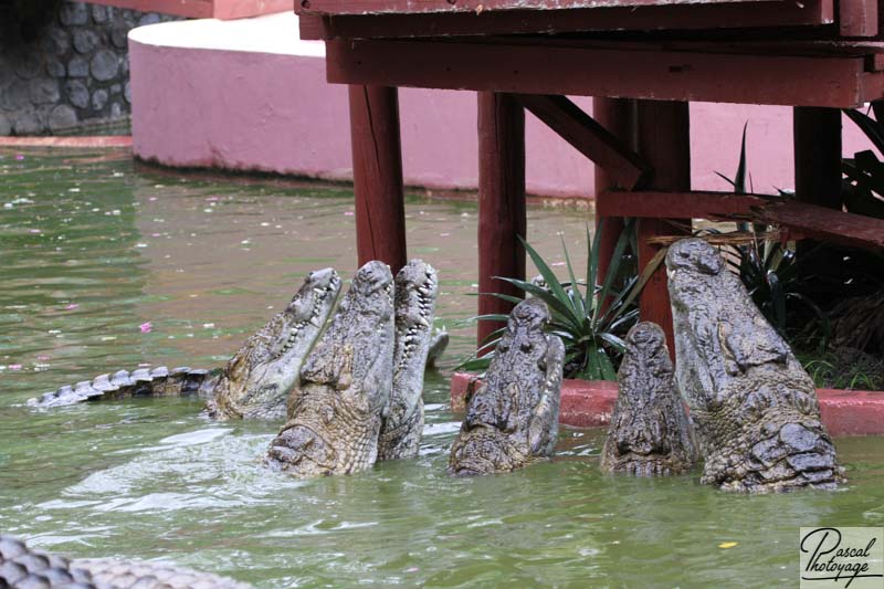 Croc parc