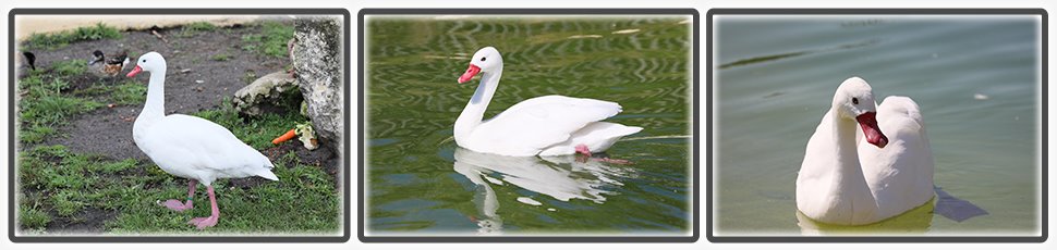 Le cygne coscoroba