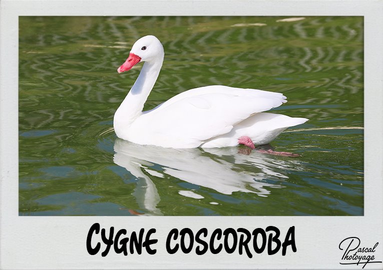 cygne_coscoroba_polaroid_765x540px.jpg