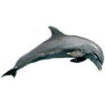 Dauphins, Baleines