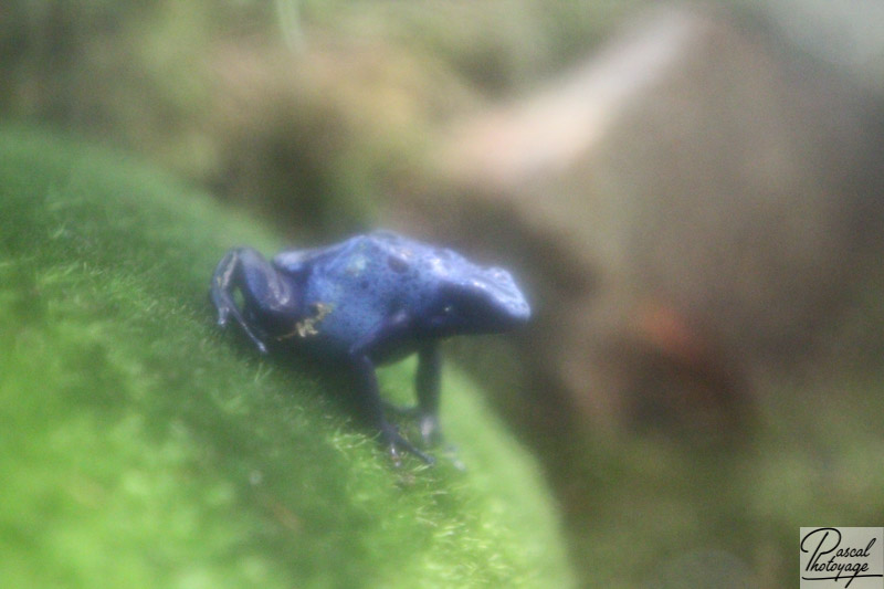 Ménagerie du jardin des plantes