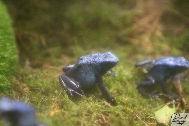 Ménagerie du jardin des plantes