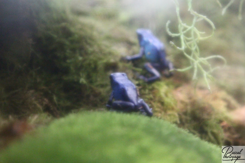 Ménagerie du jardin des plantes