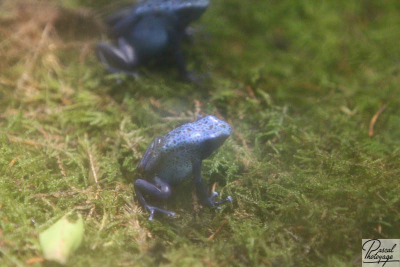 Ménagerie du jardin des plantes