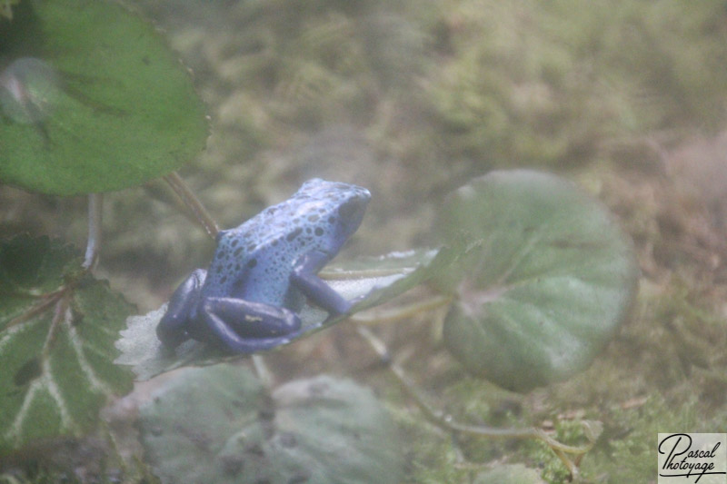 Ménagerie du jardin des plantes