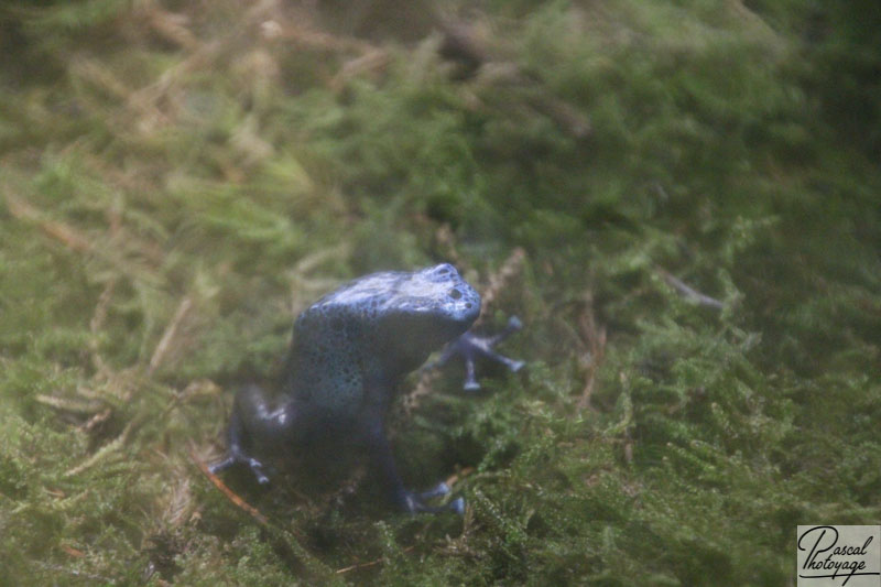 Ménagerie du jardin des plantes