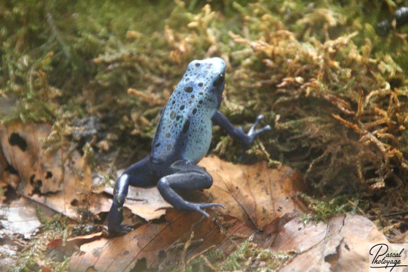 Ménagerie du jardin des plantes