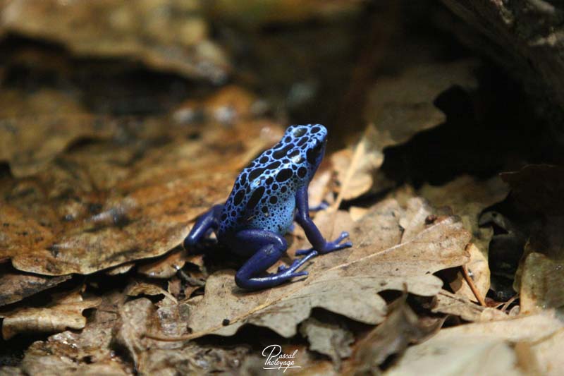 Dendrobates tinctorius azureus