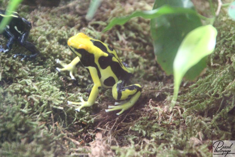 Ménagerie du jardin des plantes