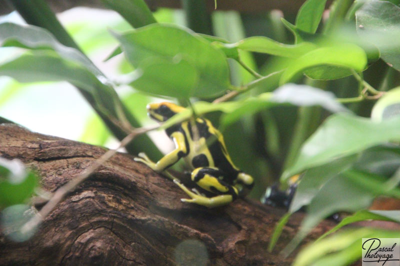 Ménagerie du jardin des plantes