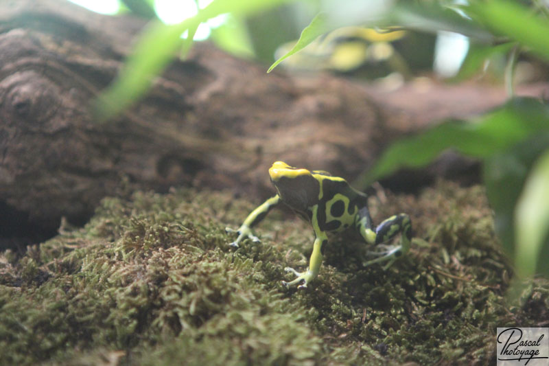 Ménagerie du jardin des plantes