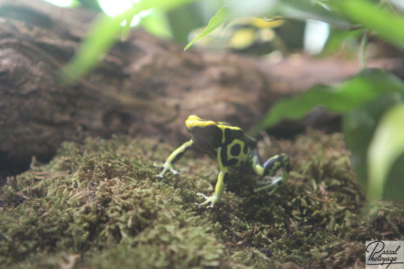 Ménagerie du jardin des plantes